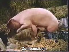 A pig being fucked by two doxies.